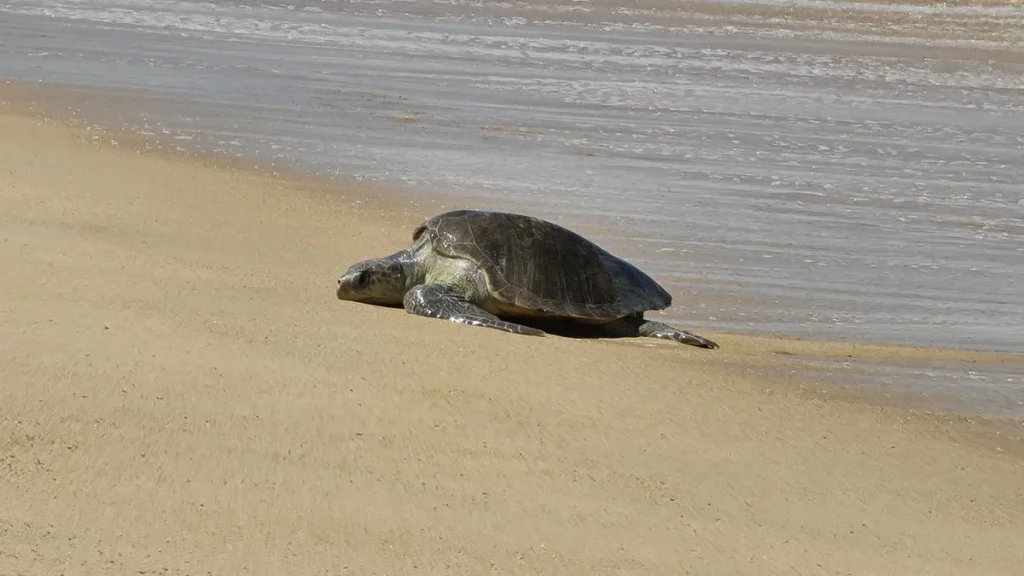 Olive ridley sea turtle crawling across wet sand at the water’s edge